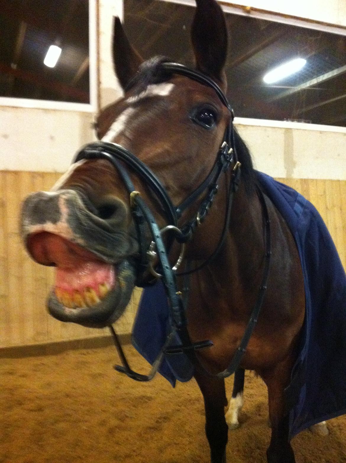 Holstener Jackie billede 8