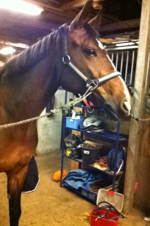 Holstener Jackie billede 9