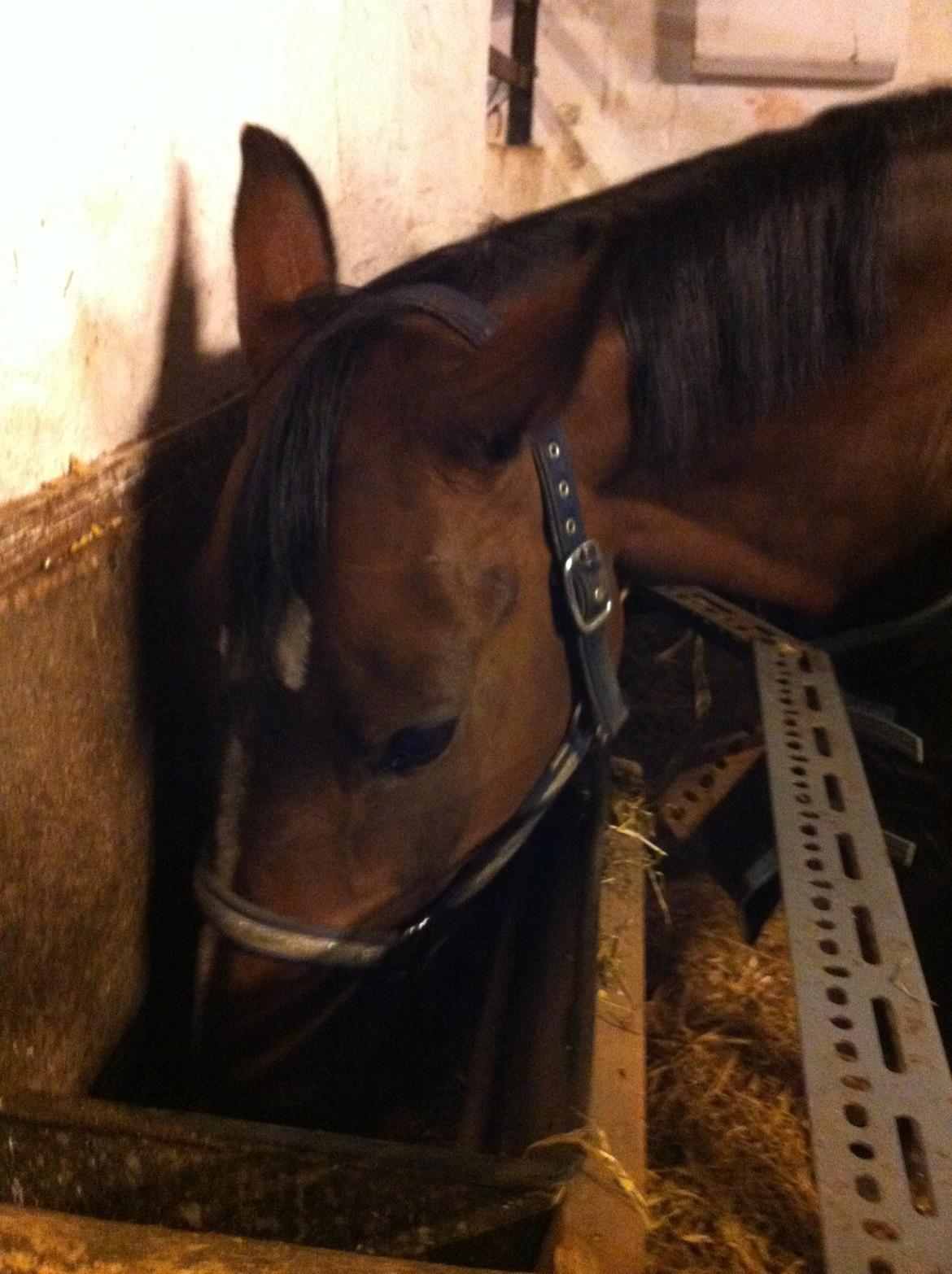 Holstener Jackie billede 10