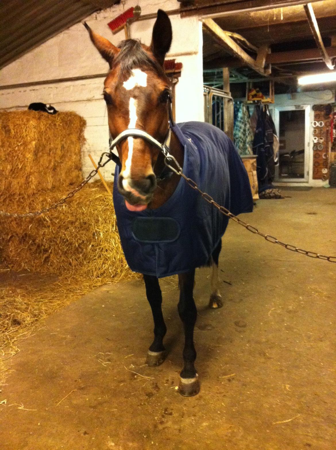 Holstener Jackie billede 11