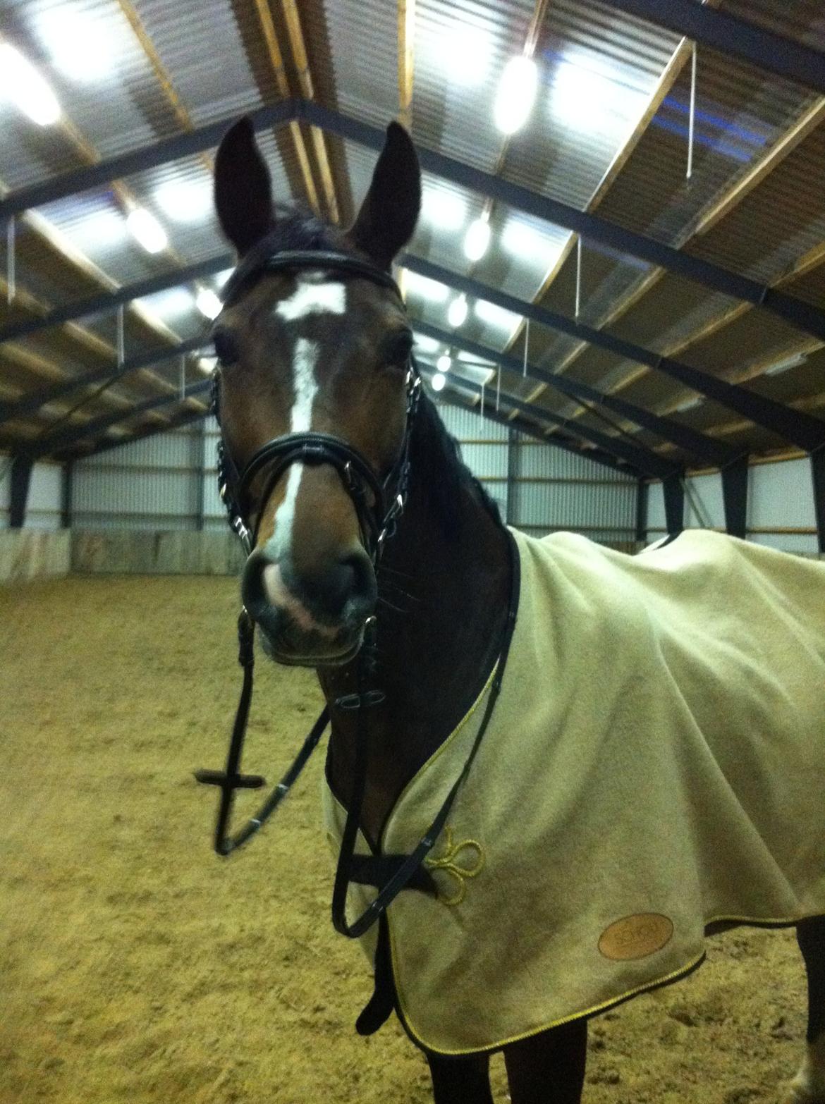 Holstener Jackie billede 12