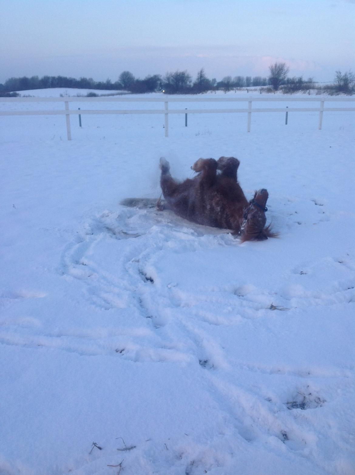 Islænder Musse billede 15