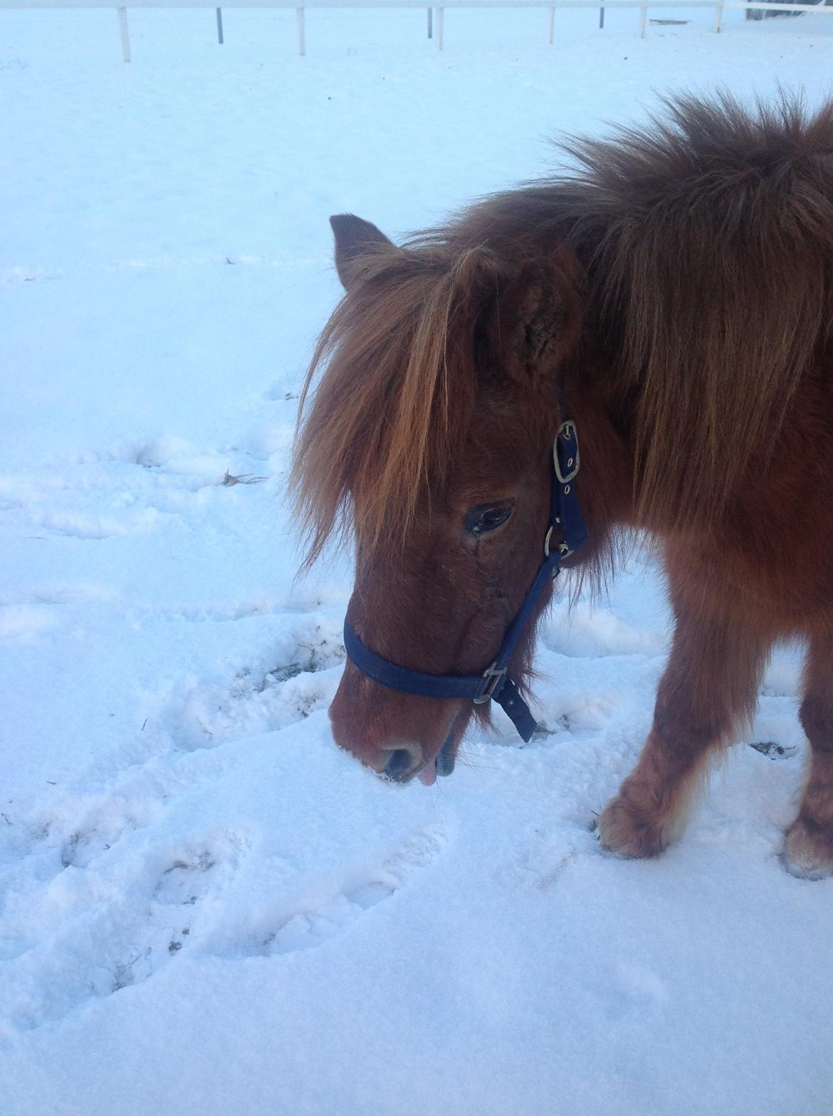 Islænder Musse billede 16