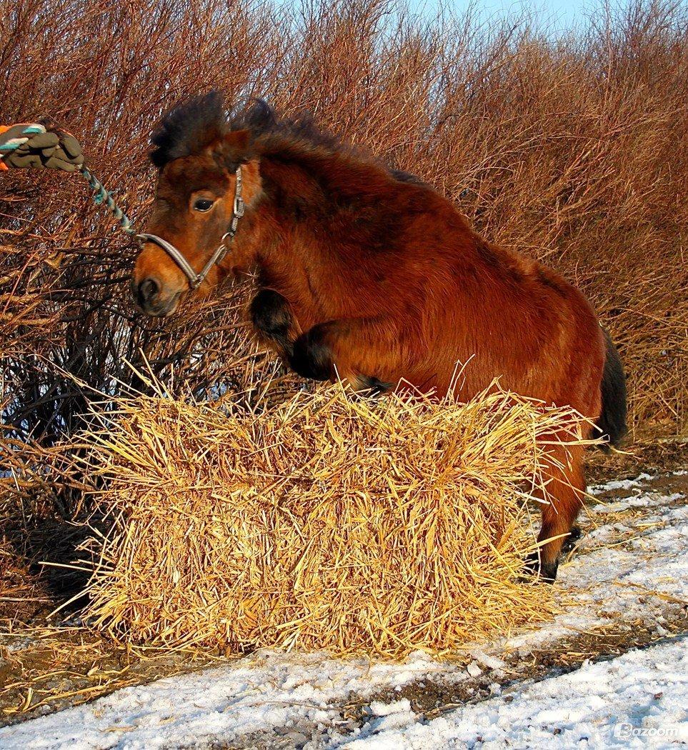Miniature Bella La Princesa Pequeña - Inden vi vidste hun var ifol. Februar 2013. billede 15
