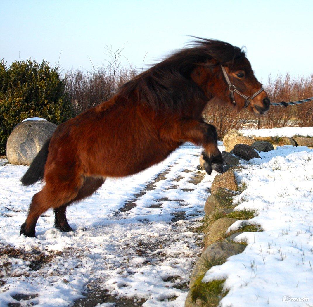 Miniature Bella La Princesa Pequeña - Inden vi vidste hun var ifol. Februar 2013. billede 14
