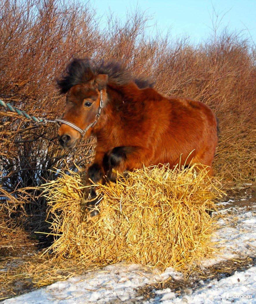 Miniature Bella La Princesa Pequeña - Inden vi vidste hun var ifol. Februar 2013. billede 33