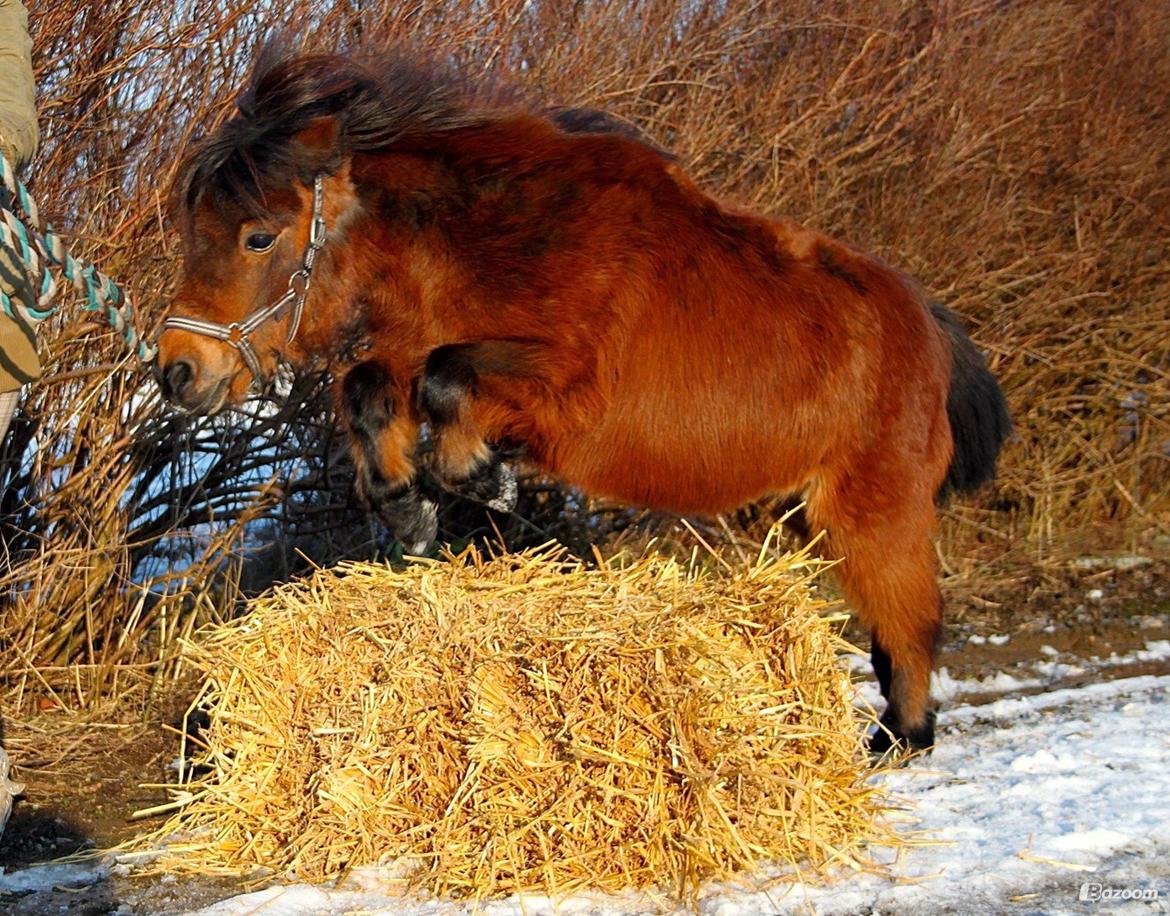 Miniature Bella La Princesa Pequeña - Inden vi vidste hun var ifol. Februar 2013. billede 10