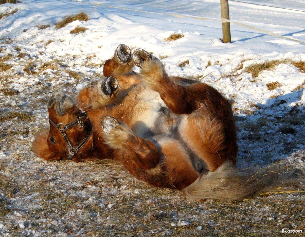 Shetlænder Victor - Rulle rulle i starten af 2013 :) billede 4