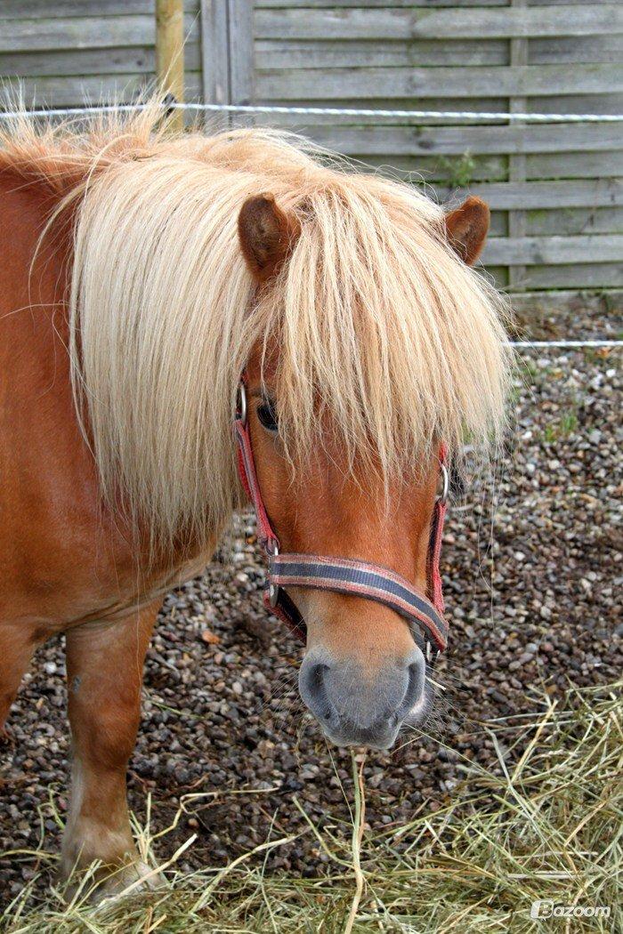 Shetlænder Victor billede 5