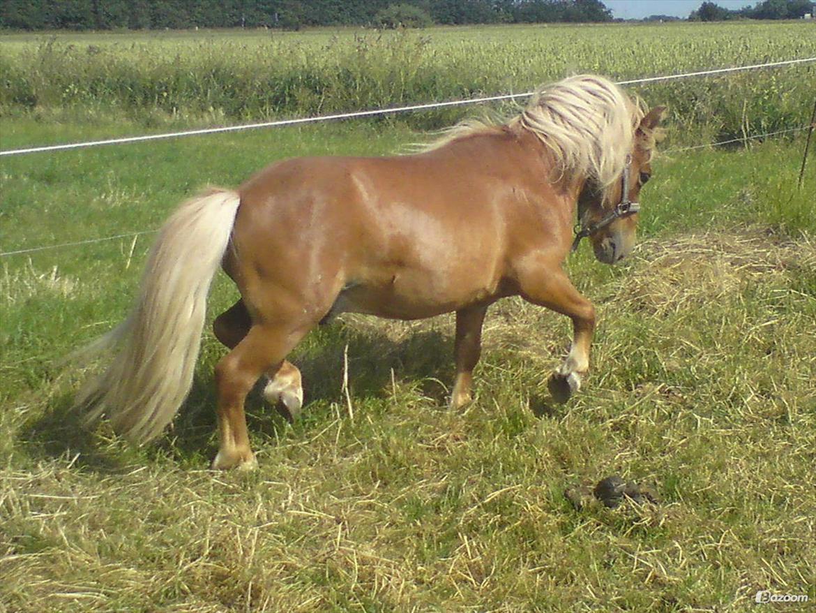 Shetlænder Victor - Her kort efter jeg fik ham hjem i 2009. Stadig hingst her. billede 6