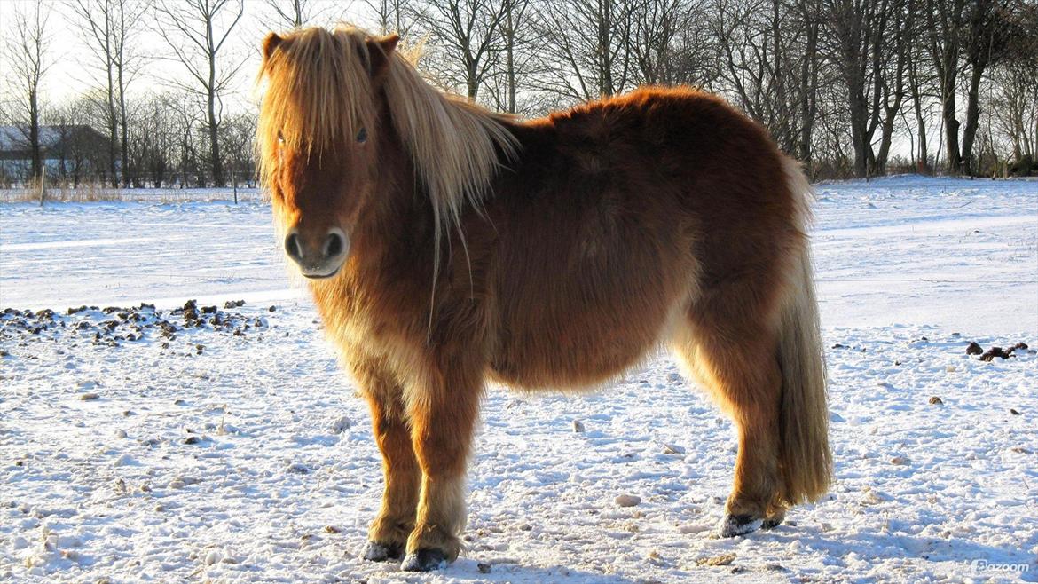 Shetlænder Victor - Vinter 09. billede 7