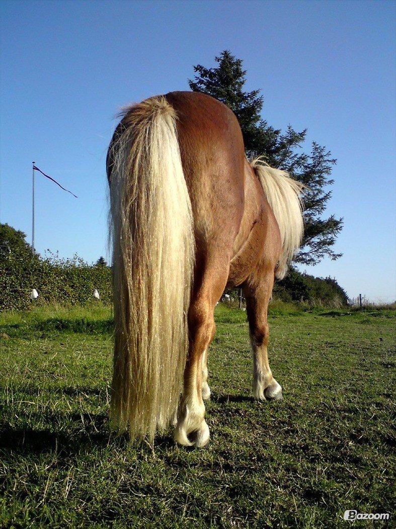 Shetlænder Victor - Victor's bagdel sommeren 2010. billede 8