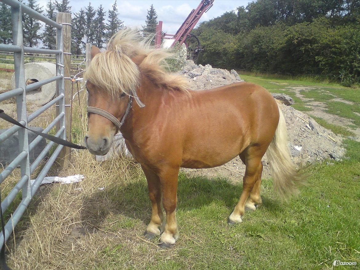 Shetlænder Victor - Nykastreret vallak :) billede 31