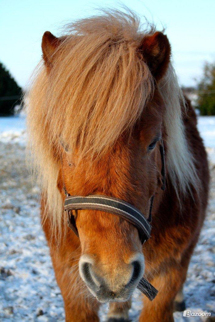 Shetlænder Victor billede 25