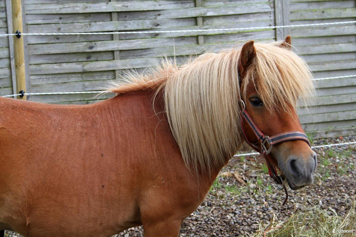 Shetlænder Victor billede 15