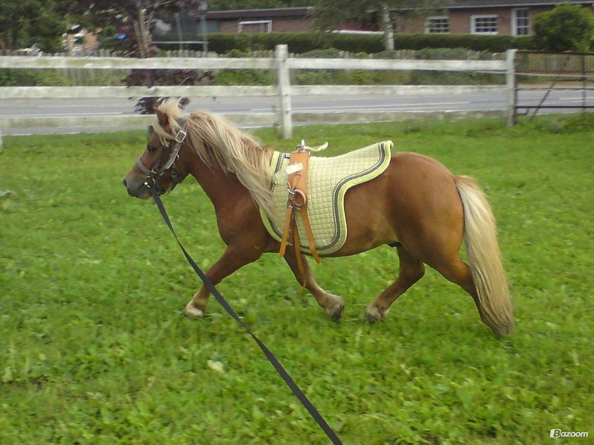 Shetlænder Victor - Den gang jeg var overbevidst om han skulle blive ride pony. 2009. billede 33