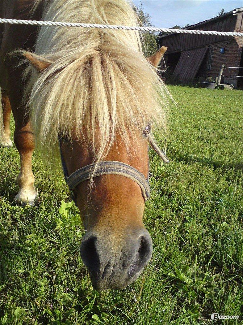 Shetlænder Victor billede 23