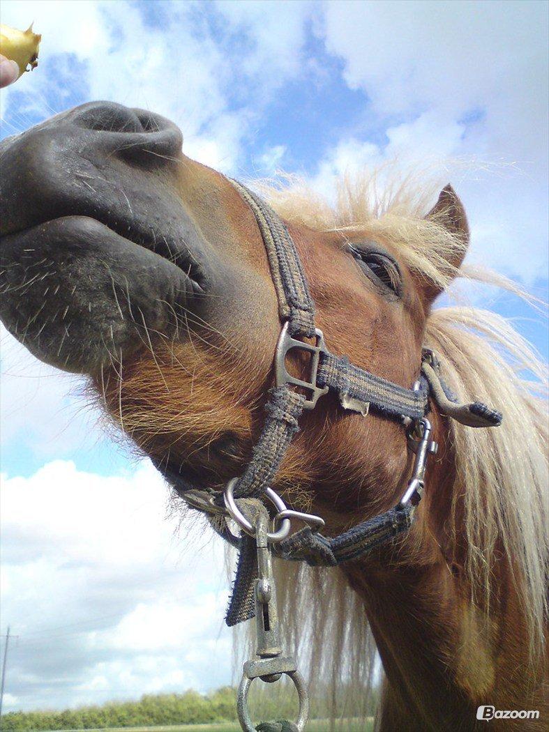 Shetlænder Victor billede 29