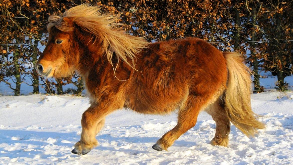 Shetlænder Victor billede 17