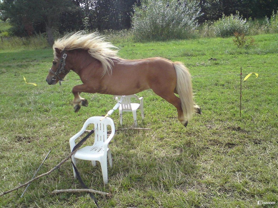 Shetlænder Victor - 2009 her stadig som hingst. billede 28