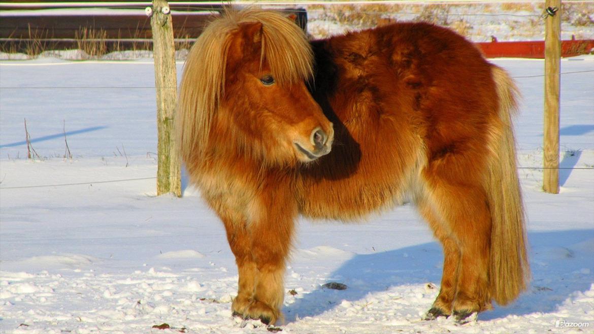 Shetlænder Victor billede 24