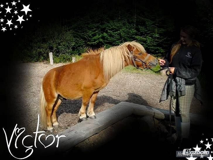 Shetlænder Victor - 2010. billede 13