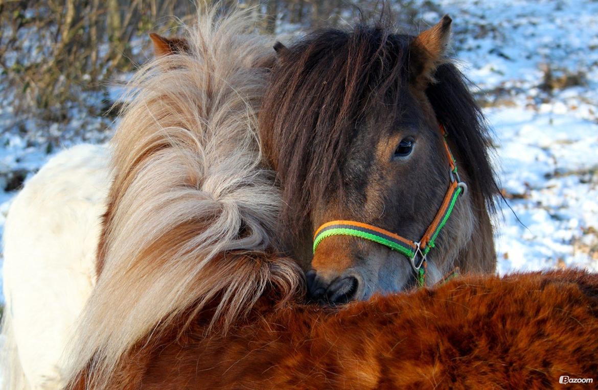 Shetlænder Incredible Dark Design (Indi) - Lidt kælen med Victor. billede 7