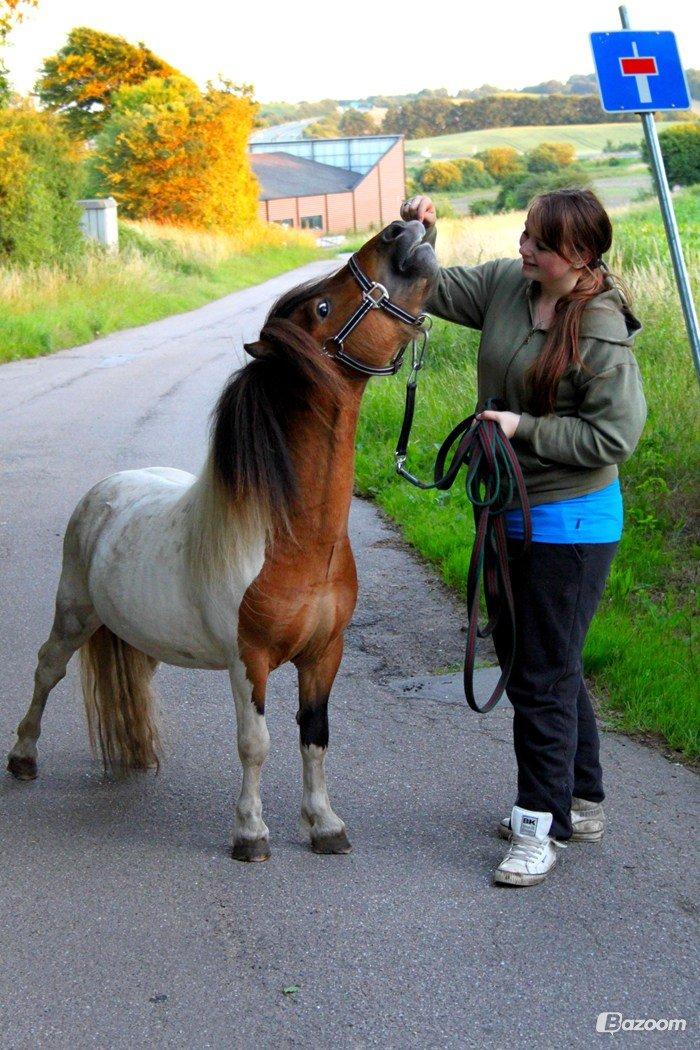 Shetlænder Incredible Dark Design (Indi) - Sommeren 2012 :) Her stadig som hingst. billede 10