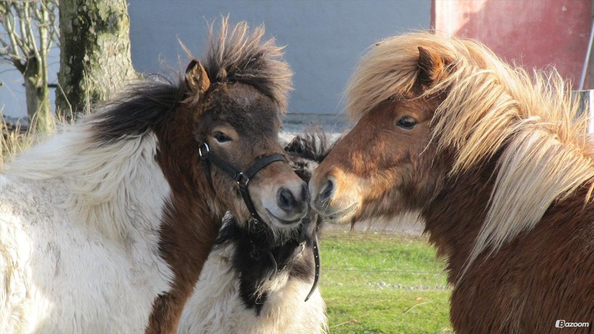 Shetlænder Incredible Dark Design (Indi) - Indi på 9 måneder, sammen med Victor og Magic. billede 14