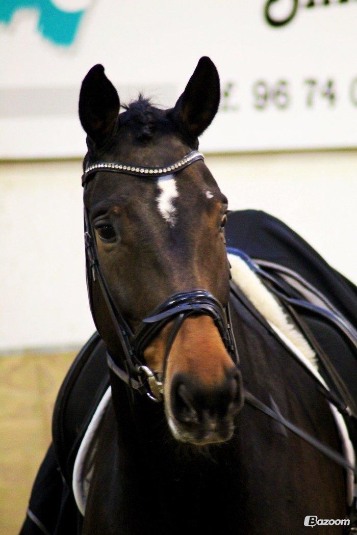 Holstener Dumbledore - Smukke Dumbledore til stævne i Ringkøbing februar 2013 :-) Billedet er taget af Simone Paabøl. billede 12