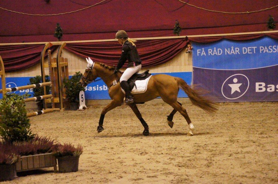 Tysk Sportspony Daydream 38 Avlshingst - Stjernen til christmas <3 billede 12