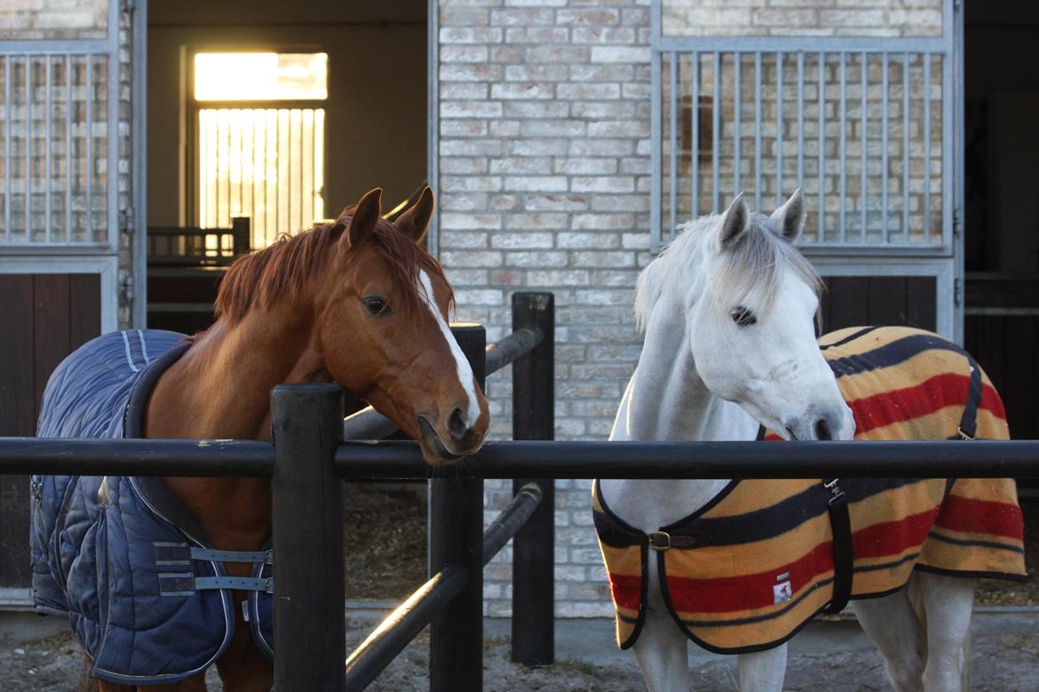 Tysk Sportspony FB Gangster A Pony - Gangster og Nickelback - bedste venner billede 18