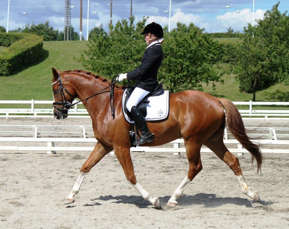 Dansk Varmblod Mr. T - Stævne SIV sommer 2012 billede 16