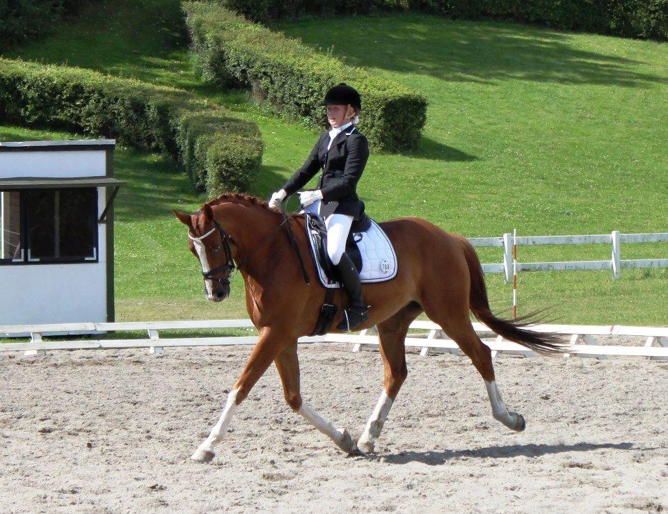 Dansk Varmblod Mr. T - Stævne SIV sommer 2012 billede 17