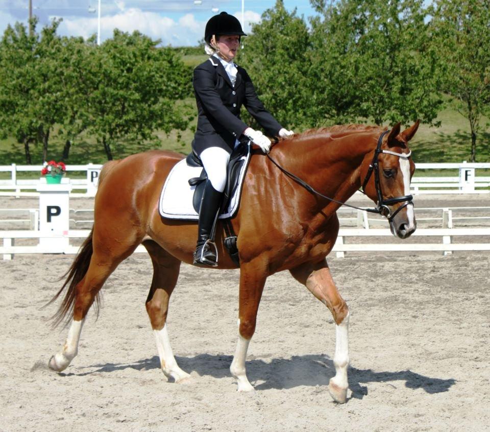 Dansk Varmblod Mr. T - Stævne SIV sommer 2012 billede 18