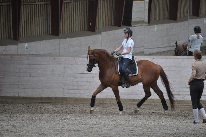 Dansk Varmblod Mr. T - Undervisning Camilla Lunderskov sommer 2012 billede 19