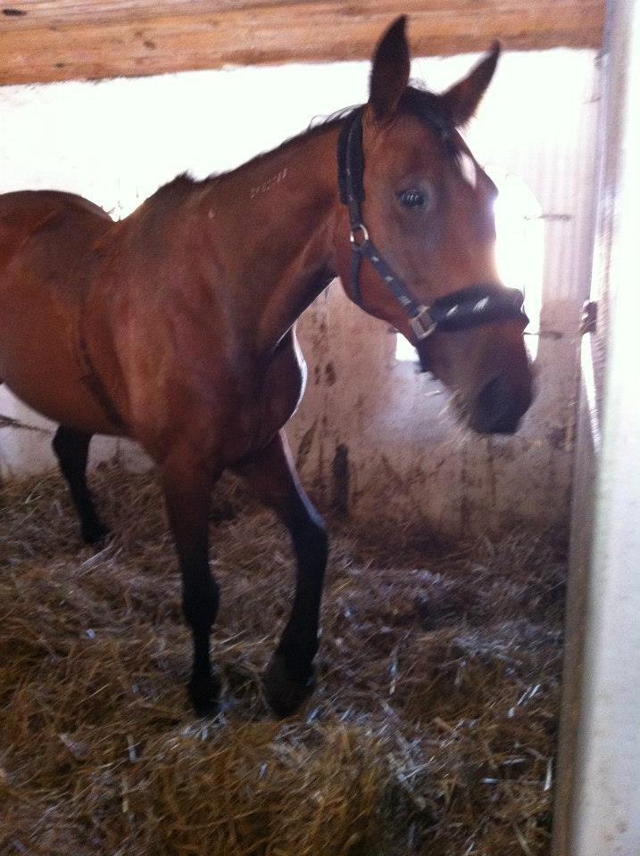 Traver Figth Du Mille billede 6