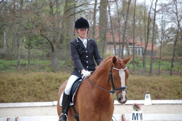 Dansk Varmblod Mr. T - Zzz... Det er hårdt at være midt i et program :-) billede 15