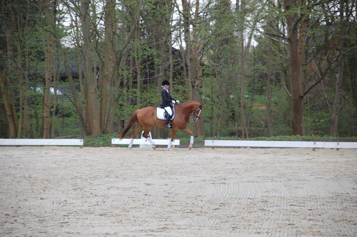 Dansk Varmblod Mr. T - Parken april 2012 billede 14