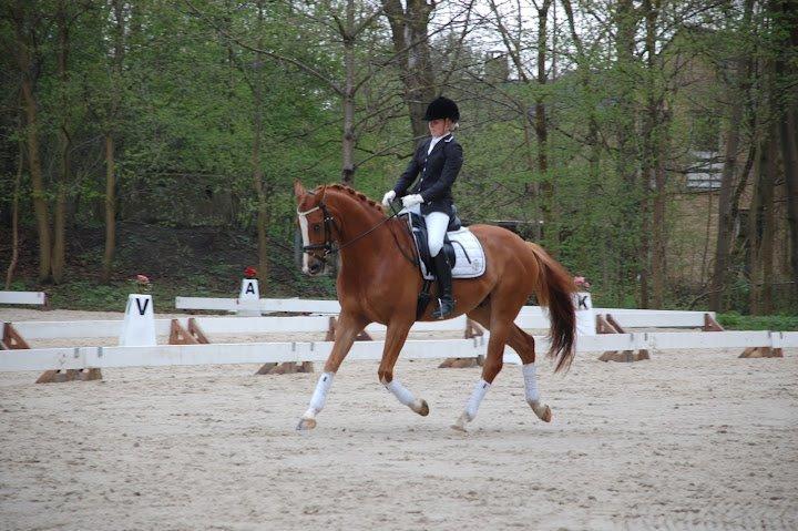 Dansk Varmblod Mr. T - Parken april 2012 billede 13