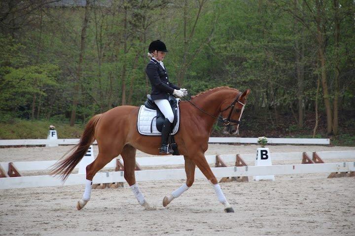 Dansk Varmblod Mr. T - Smukke dreng i parken :) billede 12