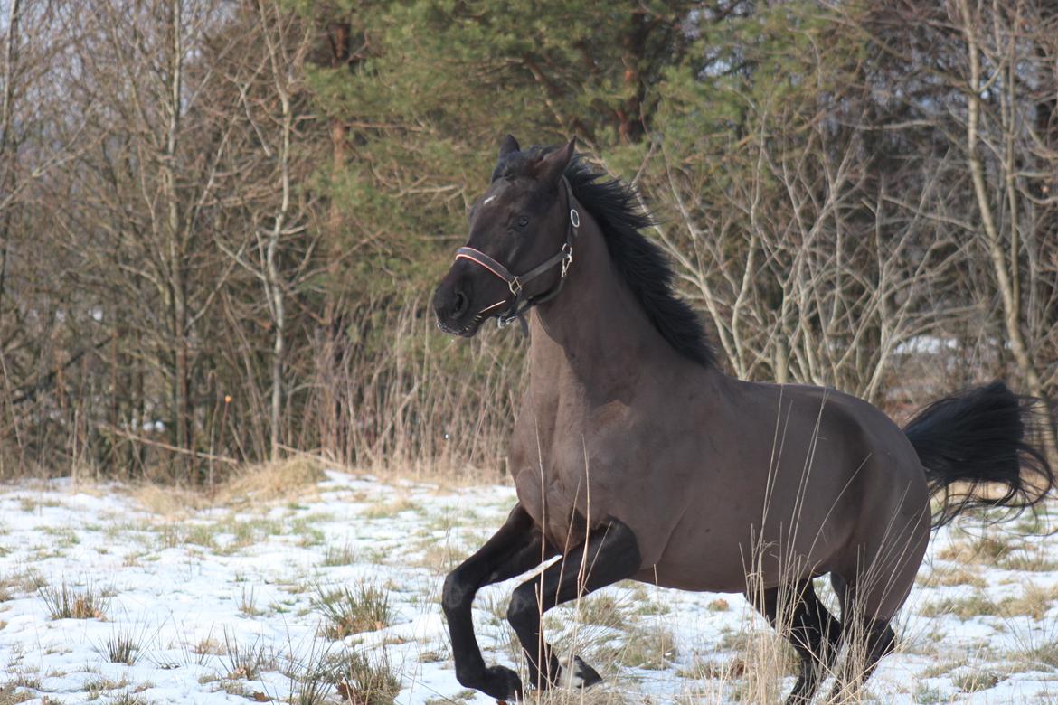 DSP Lille Asserholt Infinity - 14-02-2013 billede 7