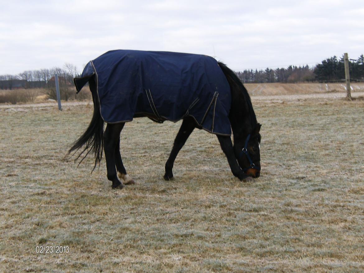 Traver pargo billede 7