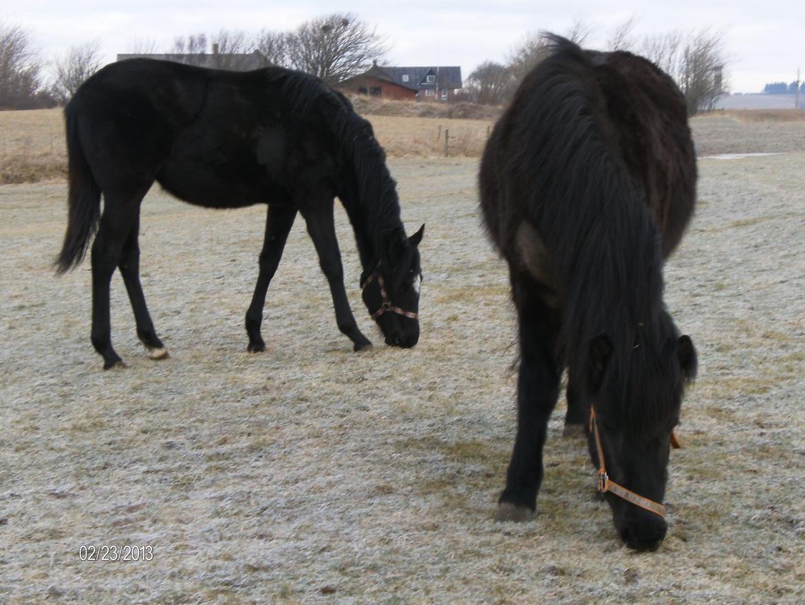 Islænder Nanna fra Sjørslev billede 15