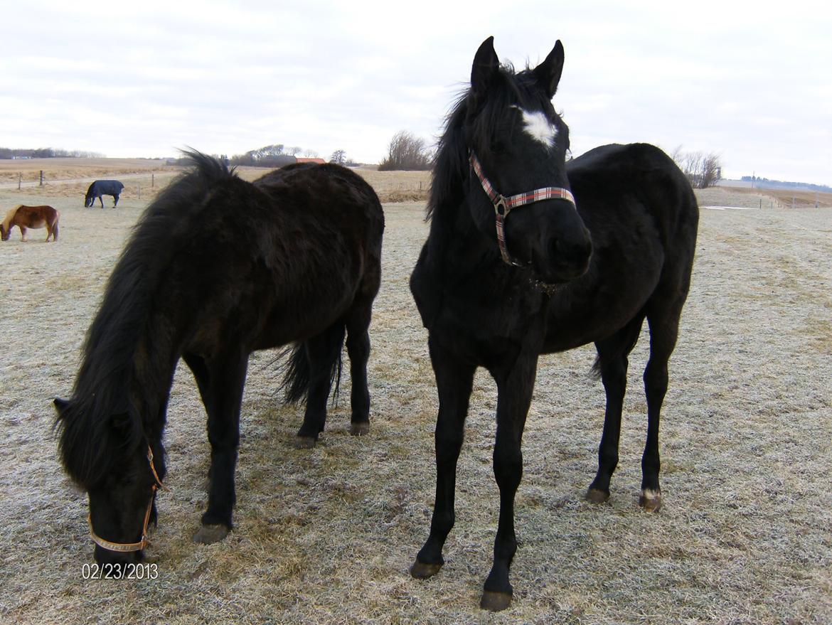 Islænder Nanna fra Sjørslev billede 16