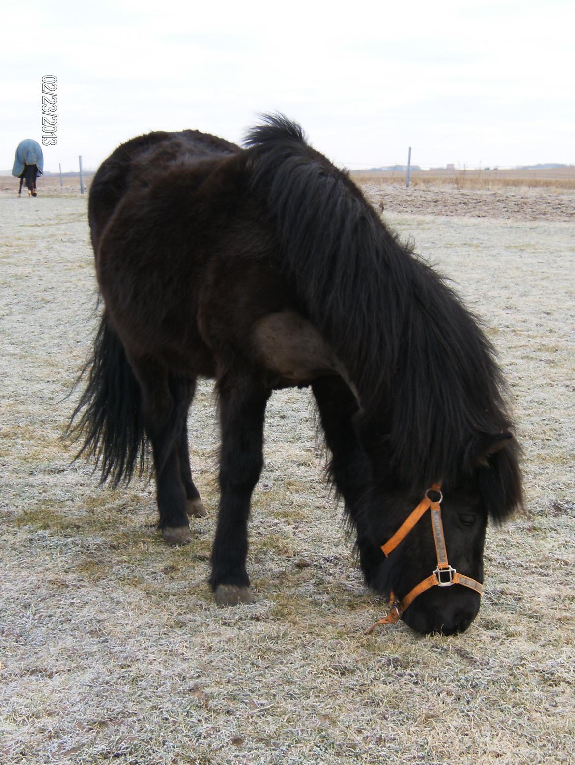 Islænder Nanna fra Sjørslev billede 17