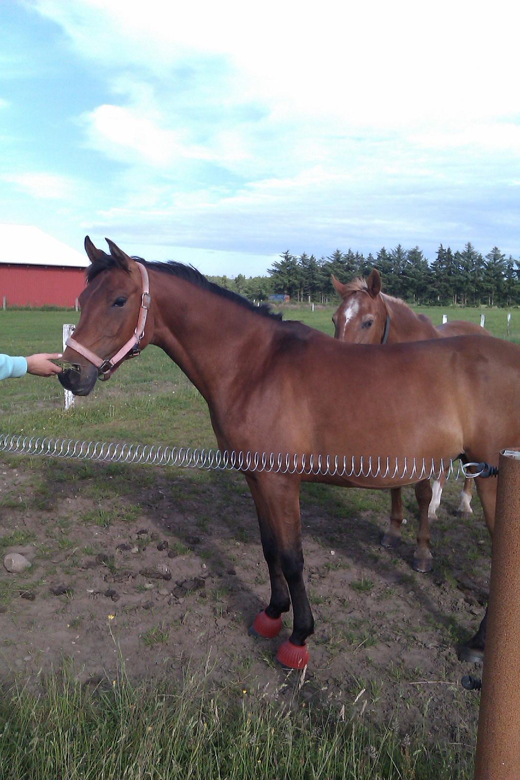 Arabisk fuldblod (OX) AG`S FadFlora billede 14