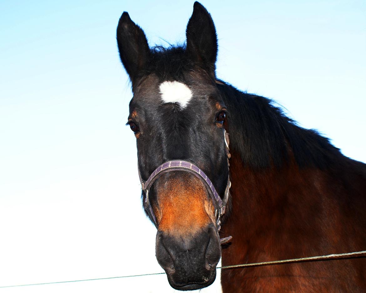 Oldenborg Amanda billede 1