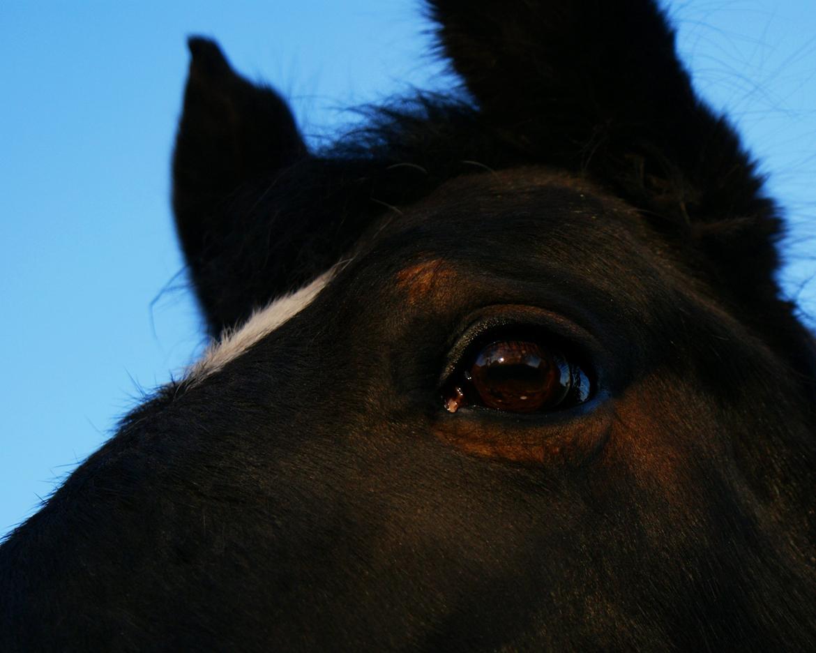 Oldenborg Amanda billede 7