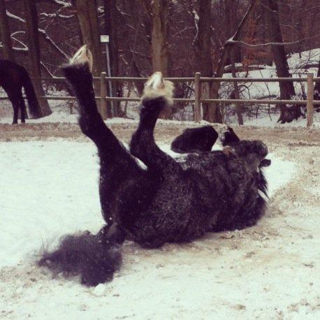 Irish Cob Sir Tonga - Foto: Natalie Lunde billede 2